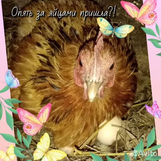 Домашние куриные яйца