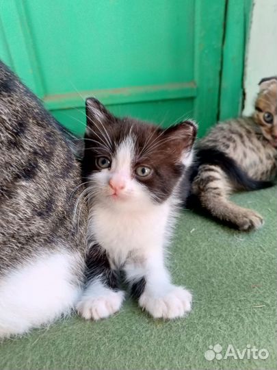Вислоухие котята
