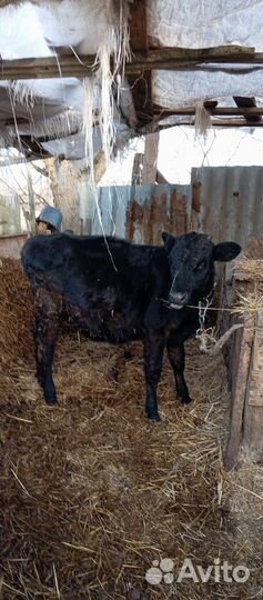 Продам Телку 4,5 мес
