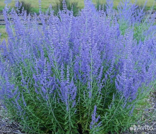 Многолетники садовые