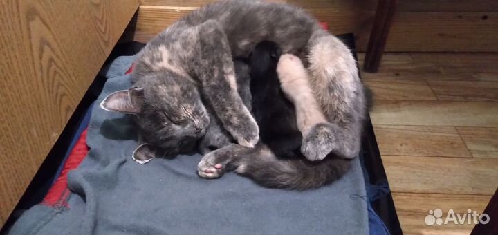 Котята в добрые руки
