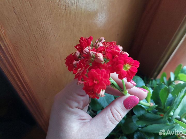 Каланхоэ цветущий