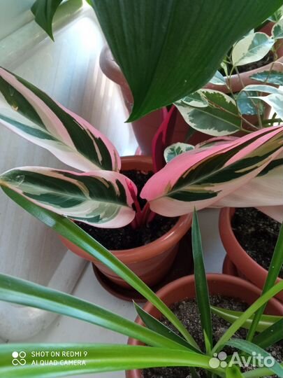 Хлорофитум