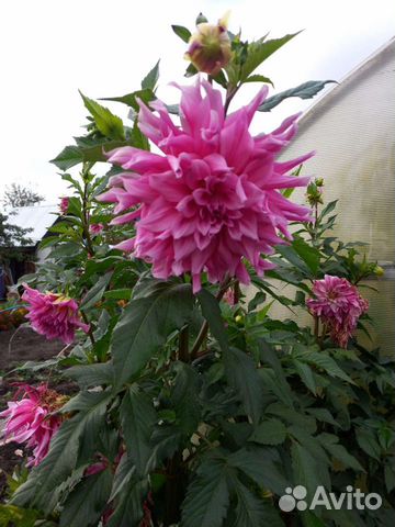 Георгины клубни