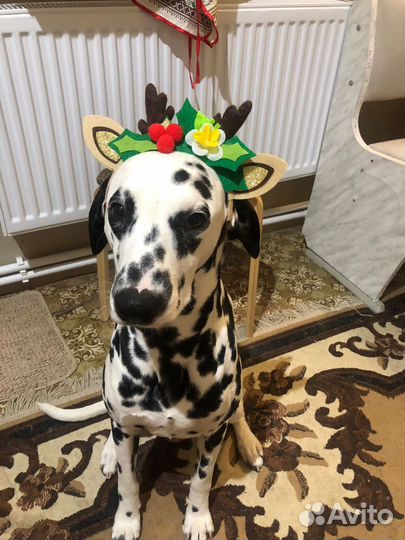 Далматинец вязка