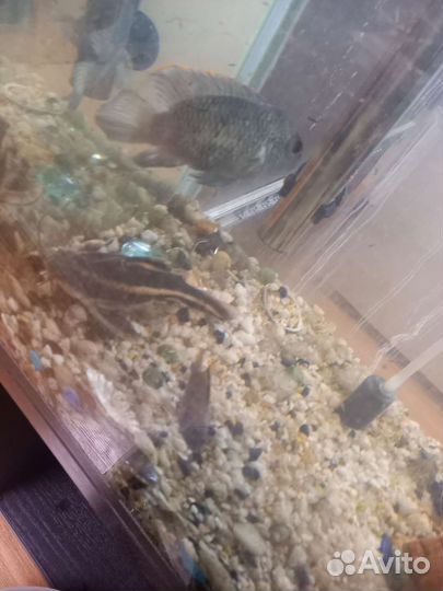 Сомик касатка