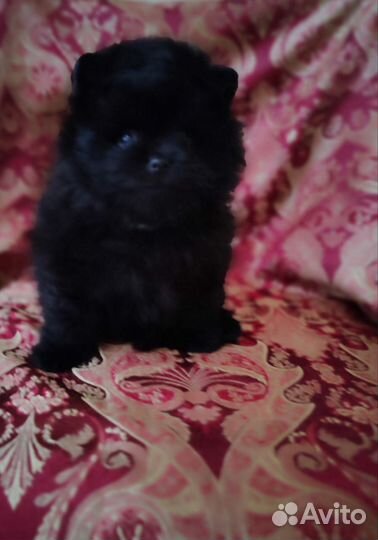 Померанский шпиц мини щенок