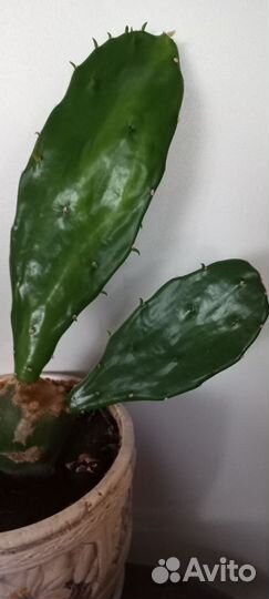 Кактус цветущий