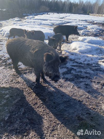 Дикий кабан