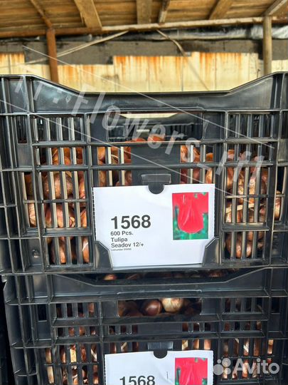 Луковицы тюльпанов для выгонки