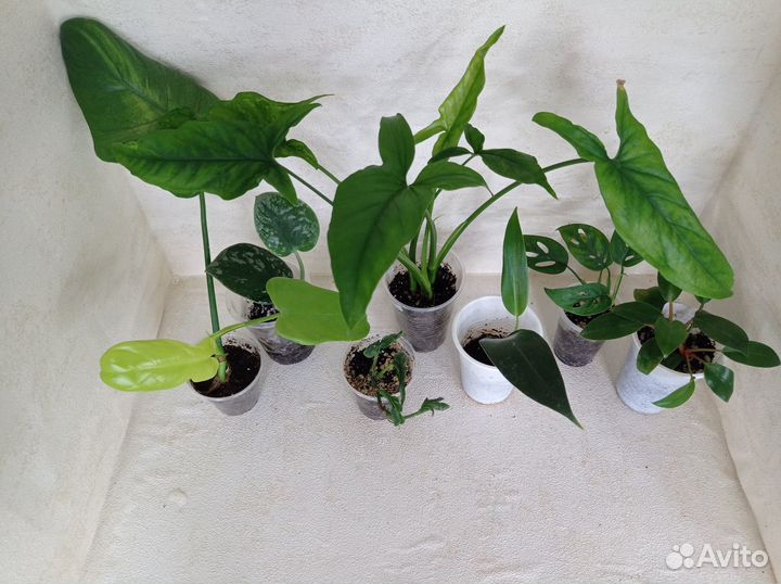 Комнатные растения