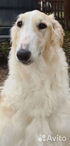 Borzoi olx sales