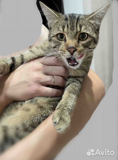 Кот в добрые руки