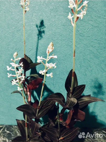 Драгоценная орхидея Ludisia (лудизия)