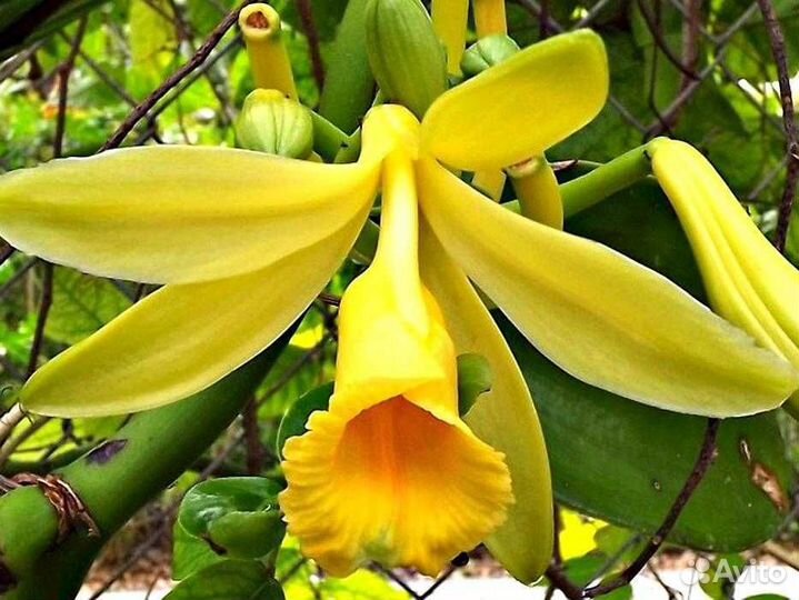 Орхидея Ваниль с тонким нежным ароматом