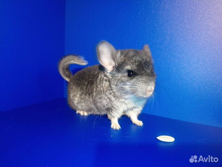 Шиншиллята щенки малыши