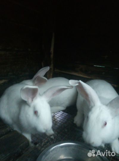 Кролик белый панон