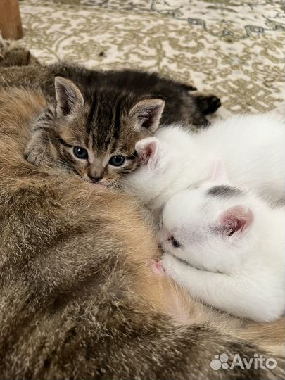 Котята в добрые руки