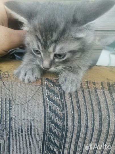 Кошка в дар бесплатно