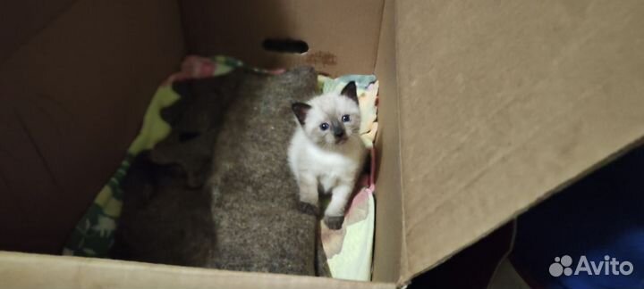Кошка в дар бесплатно
