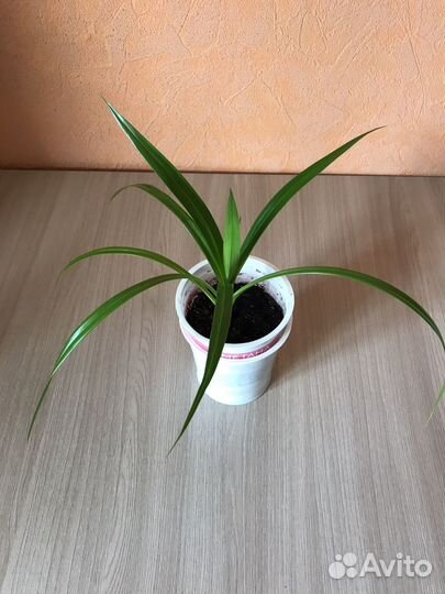 Панданус (винтовая пальма) в керамическом горшке