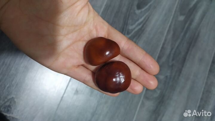 Каштан конский 2023г