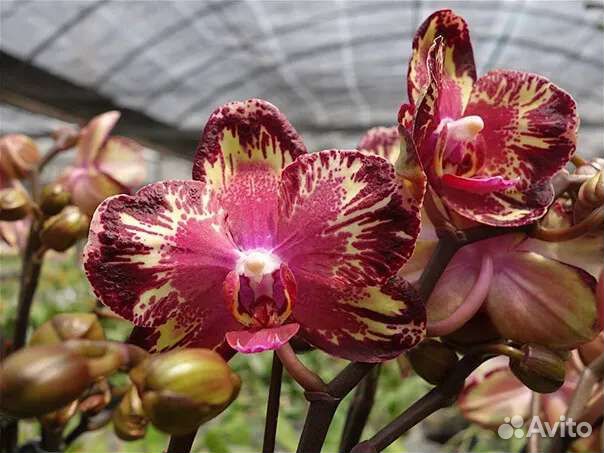 Phal.Hsin Bigbang. Цветущие