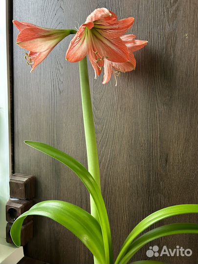 Спатифиллум, Гиппеаструм