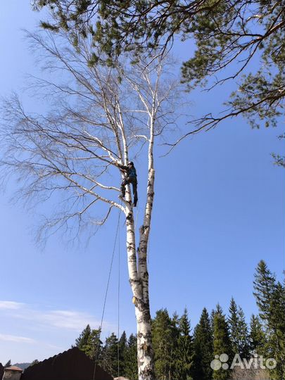 Спил деревьев любой сложности, по всей области