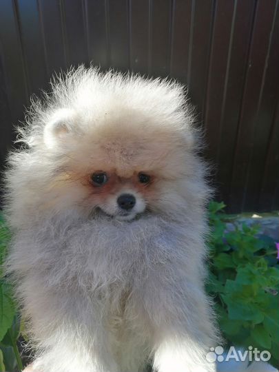 Шпицы померанские мишки