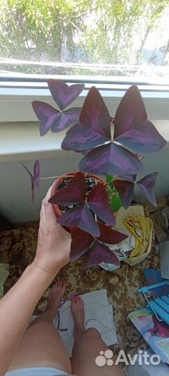 Комнатные цветы