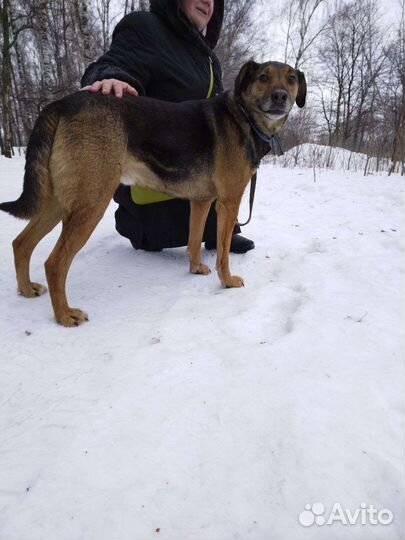 Умка ищет семью (Собака из приюта)