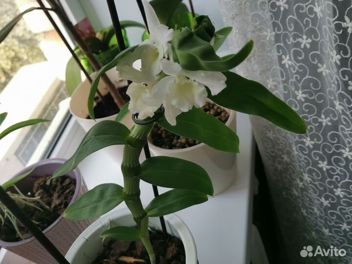 Орхидея дендробиум