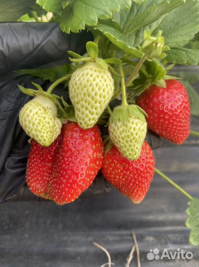 Клубника свежая