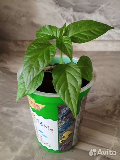 Перец горький комнатный