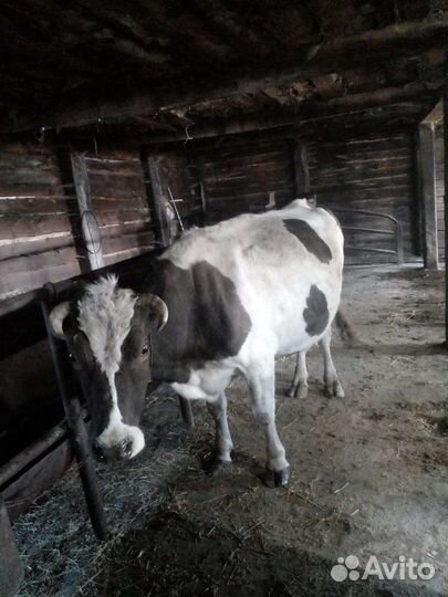 Коровы на продажу