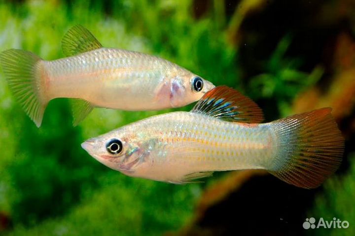 Молинезия вольная (Poecilia salvatoris)