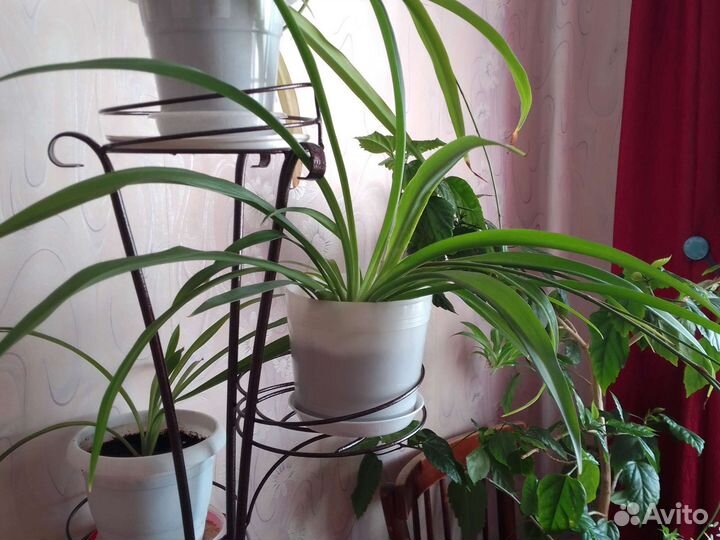 Хлорофитум