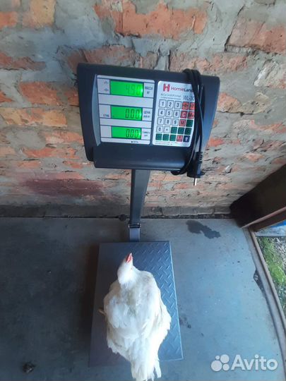 Цыплята бройлеров Росс308 в ст. Елизаветинской