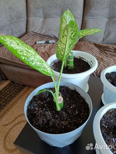 Диффенбахия