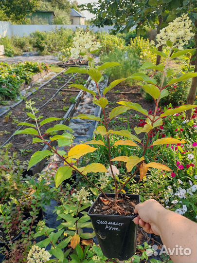 Гортензия саженцы