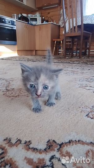 Отдам котят