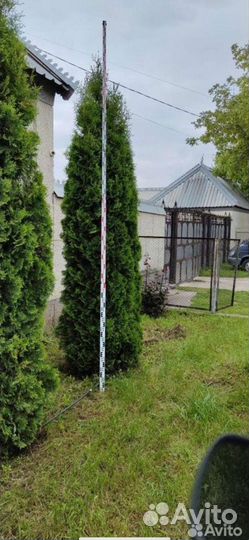 Туя Колумна