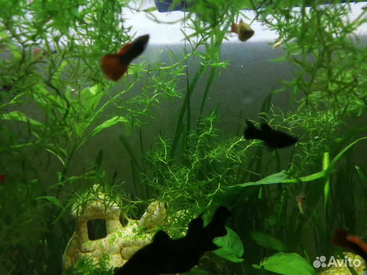 Аквариумные рыбки