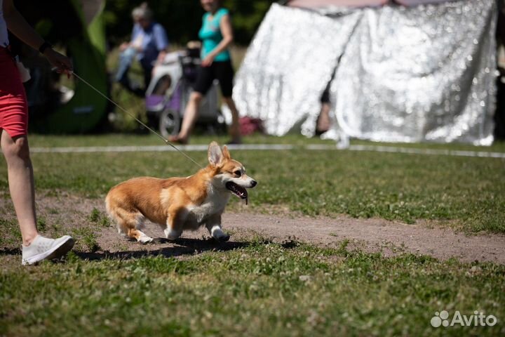 Профессиональный хендлер в СПб