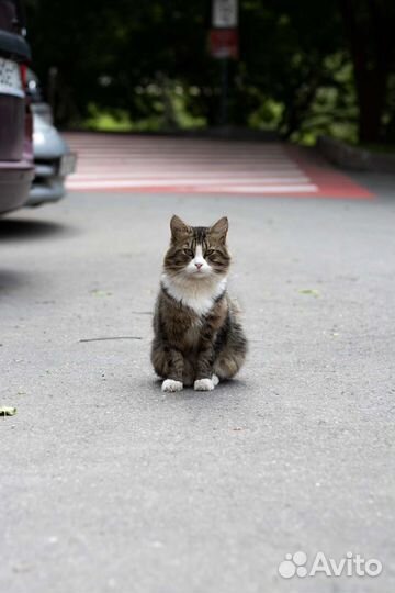 Кошки в добрые руки бесплатно