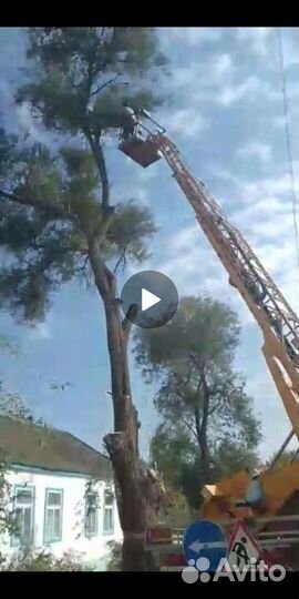 Спил Деревьев