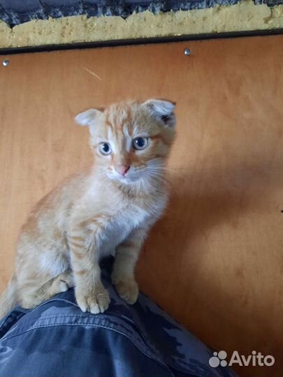 Вислоухие котята в добрые руки
