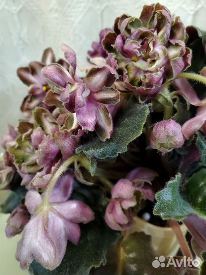 Гибискус Byron Metts