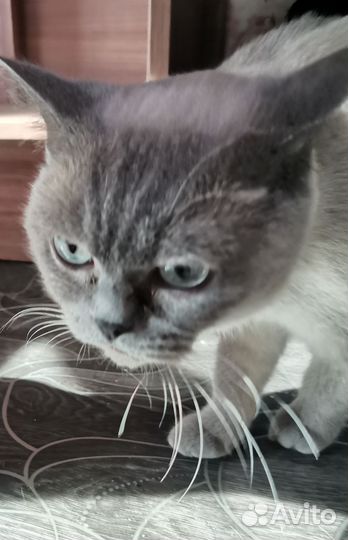 Кошки в добрые руки